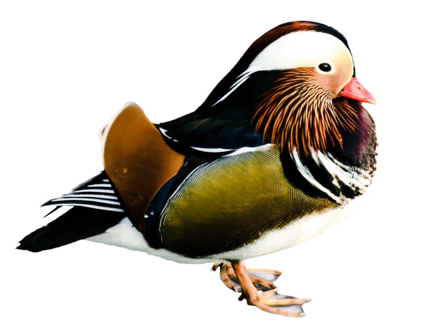 Duck png file, animal free download (frefile com) 2