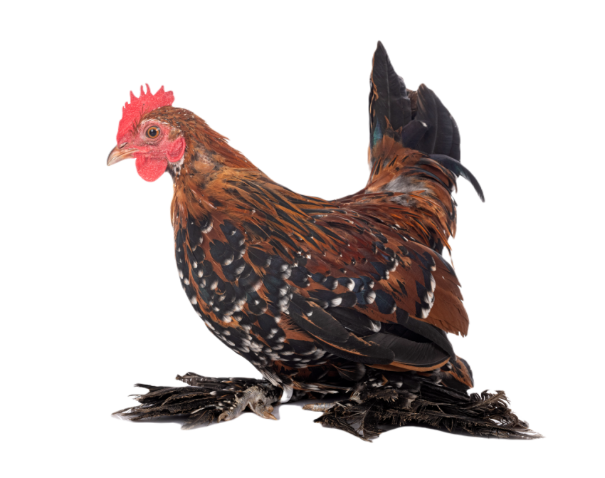 Booted bantam in studio 2024 12 06 02 26 00 utc