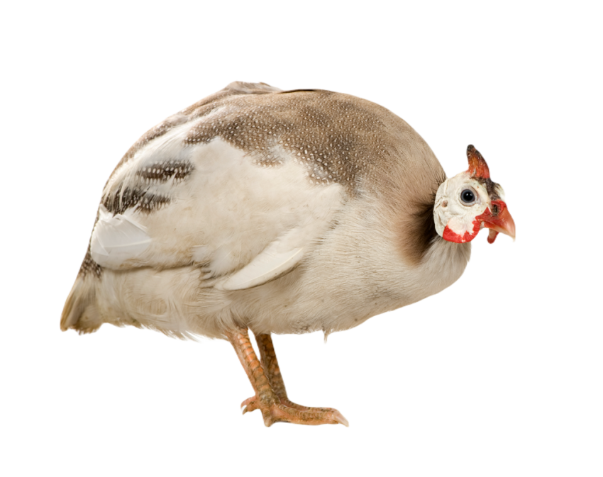 Helmeted guinea fowl numida meleagris 2024 09 27 11 07 27 utc