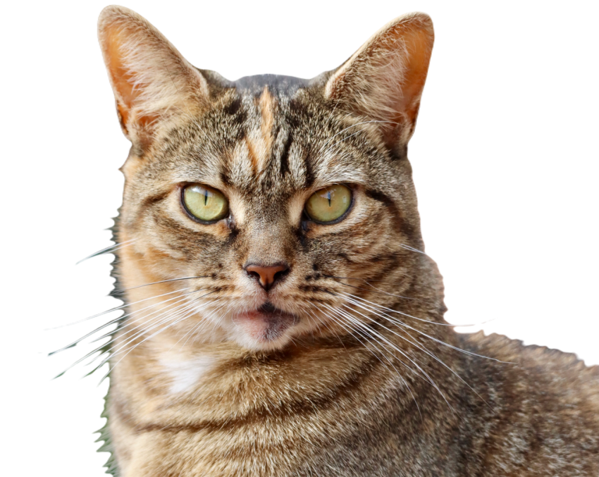 A portrait of a tabby street cat 2024 12 07 12 11 44 utc