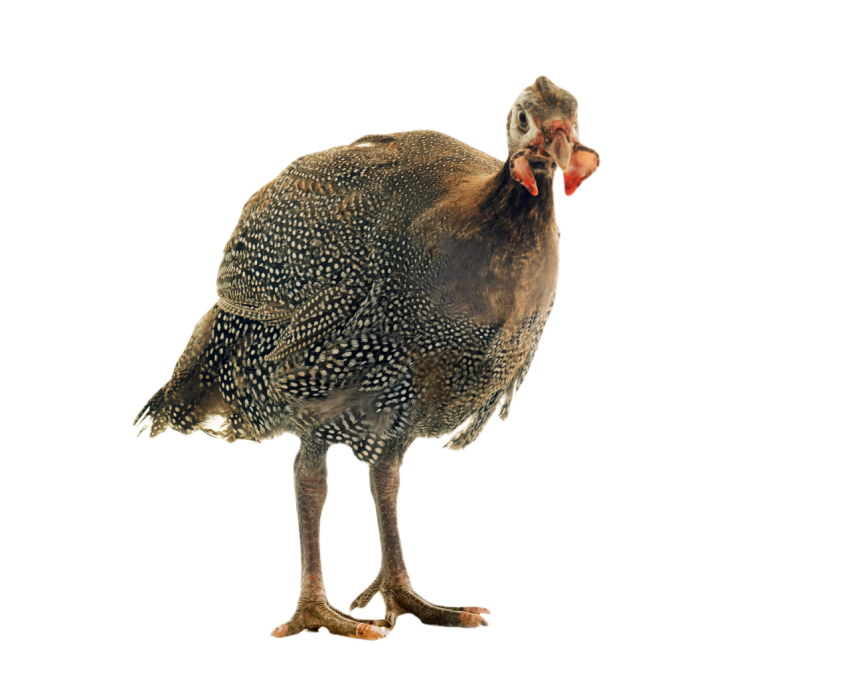 Young guineafowls 2024 12 06 03 02 27 utc
