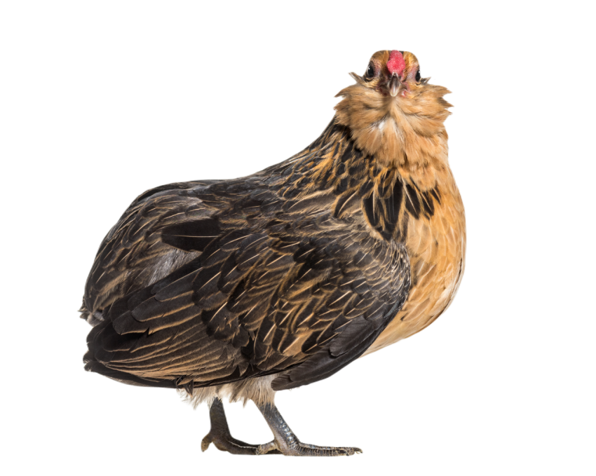 Barbu de grubbe chicken standing against white ba 2024 09 27 05 21 37 utc