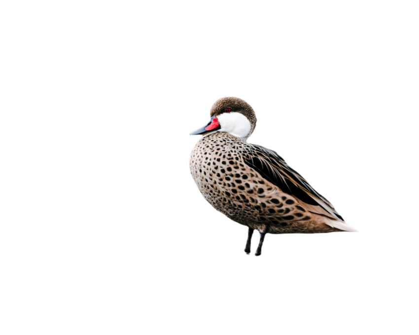 Duck png file, animal free download (frefile com) 38