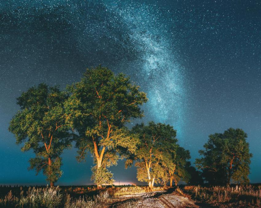 Milky way galaxy in night starry sky above tree in 2023 11 27 05 35 55 utc