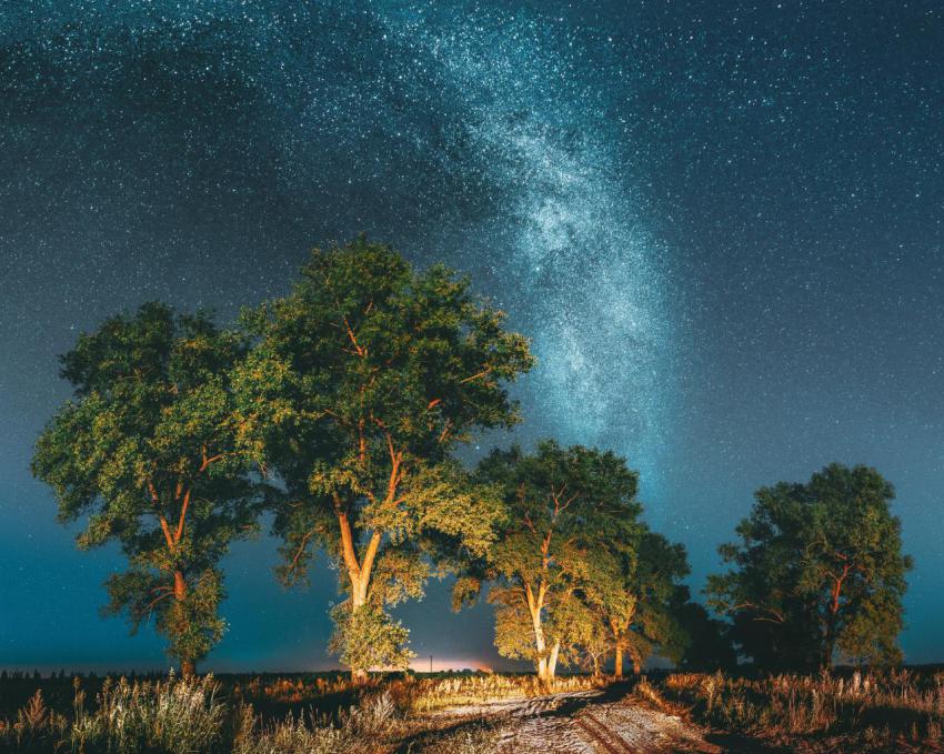 Milky way galaxy in night starry sky above tree in 2023 11 27 04 58 39 utc
