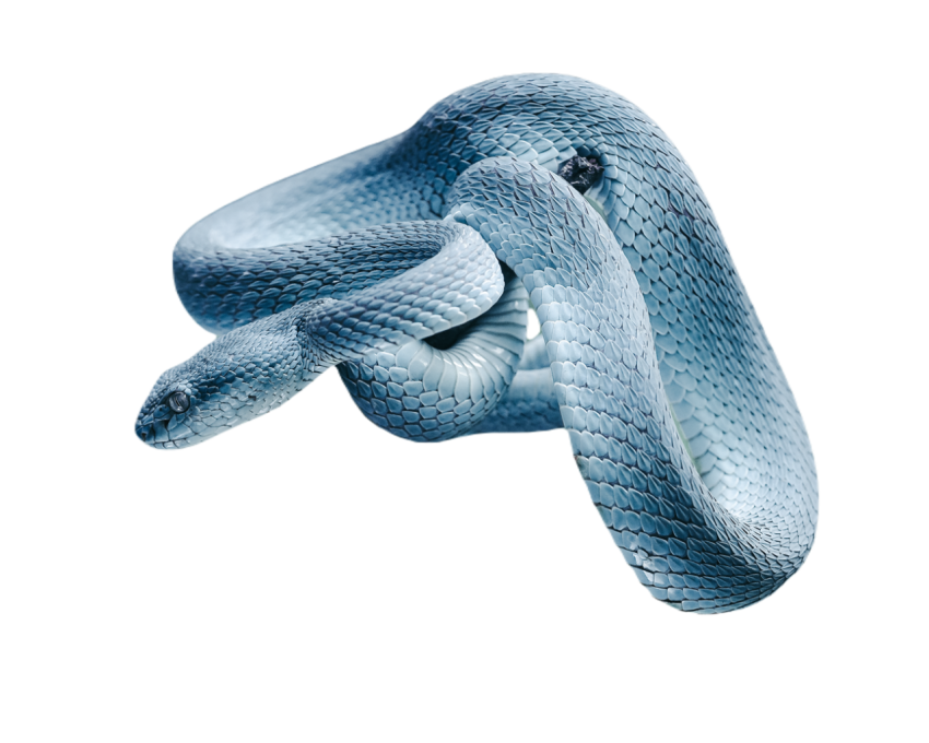 Snake png file free download (frefile com) 53