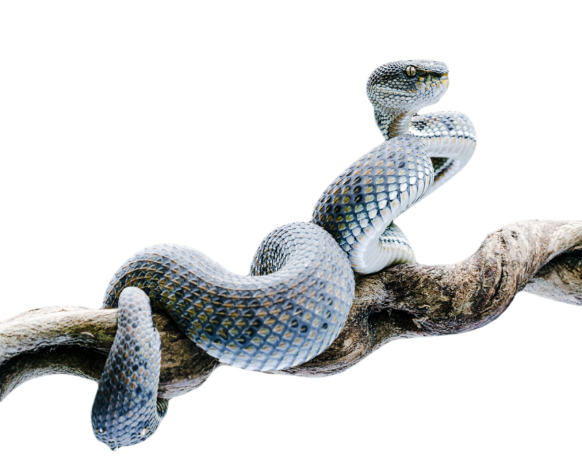 Snake png file free download (frefile com) 58