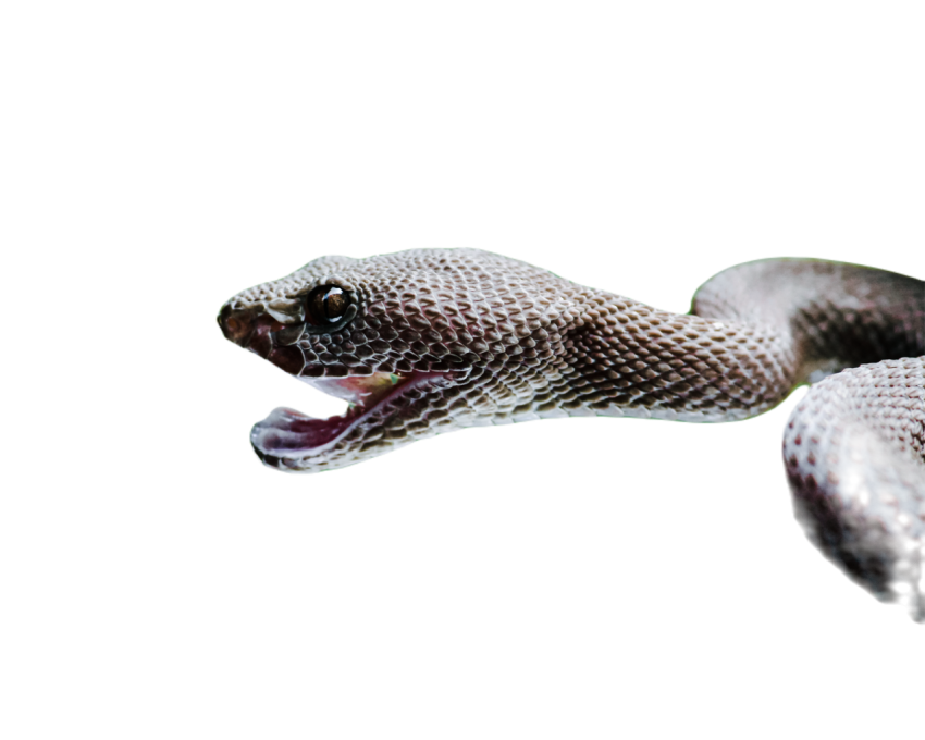 Snake png file free download (frefile com) 64