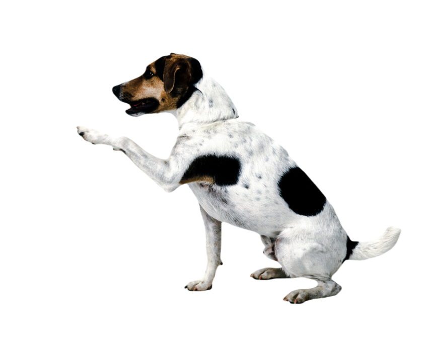 Cute dog, pet