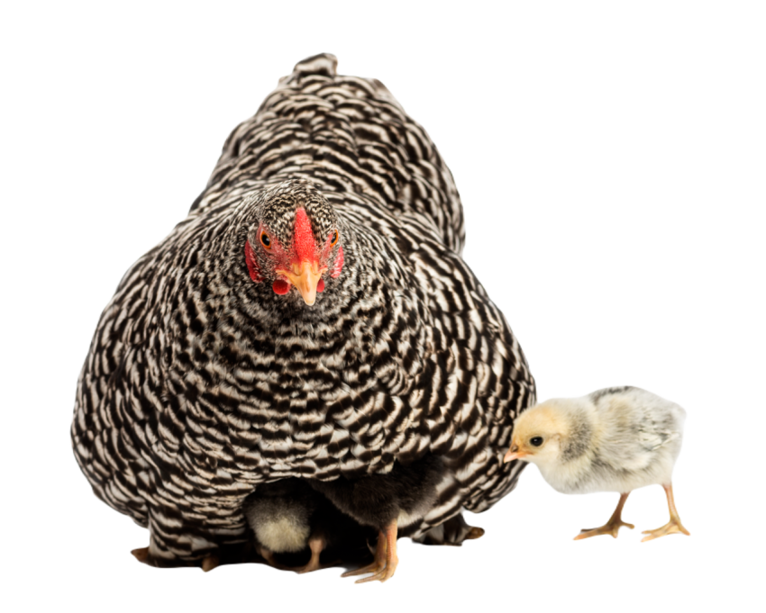 Chicks hiding themselves under mother hen against 2024 09 27 06 01 23 utc