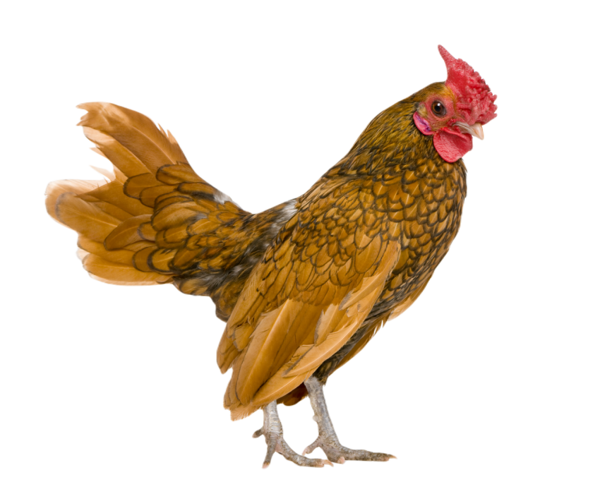Golden sebright rooster 1 year old standing in f 2024 09 26 19 29 38 utc