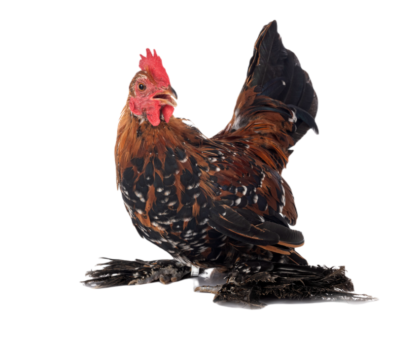 Booted bantam in studio 2024 12 07 01 45 16 utc