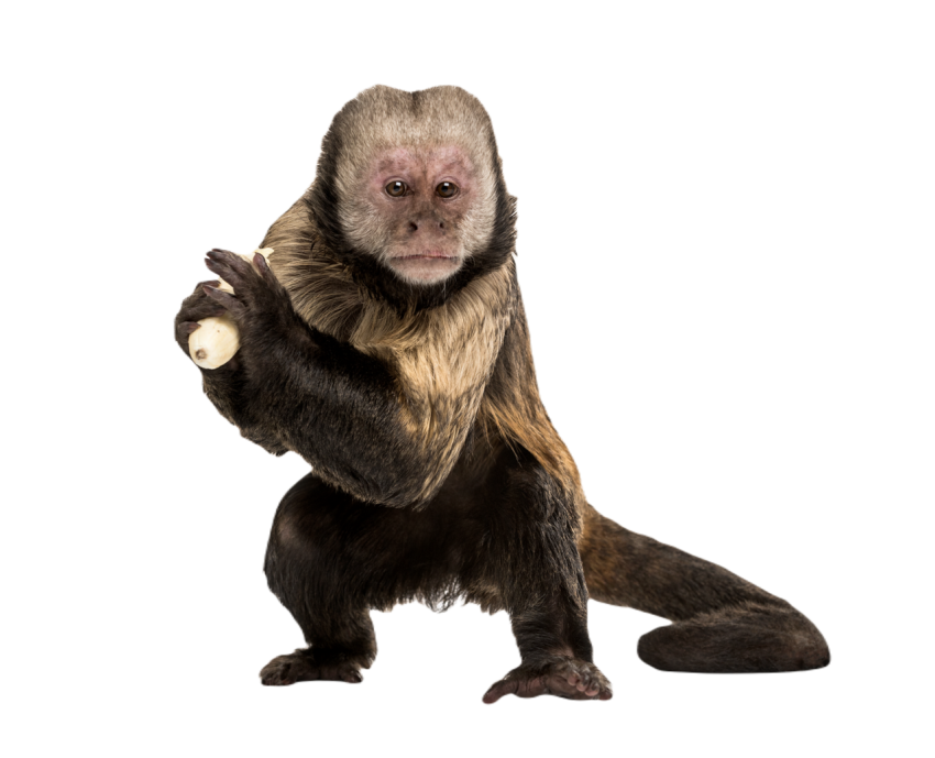 Golden bellied capuchin sapajus xanthosternos 2024 09 27 05 52 32 utc