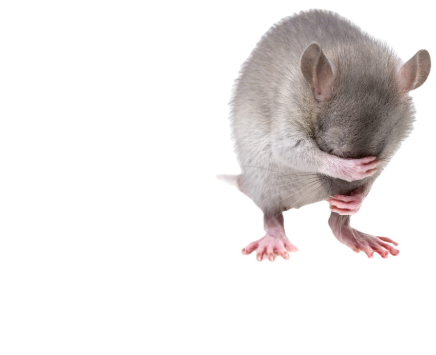 Mouse 3194768