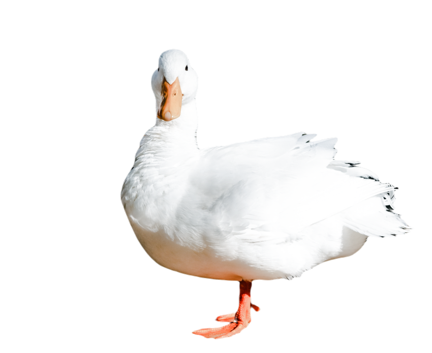 Duck png file, animal free download (frefile com) 78