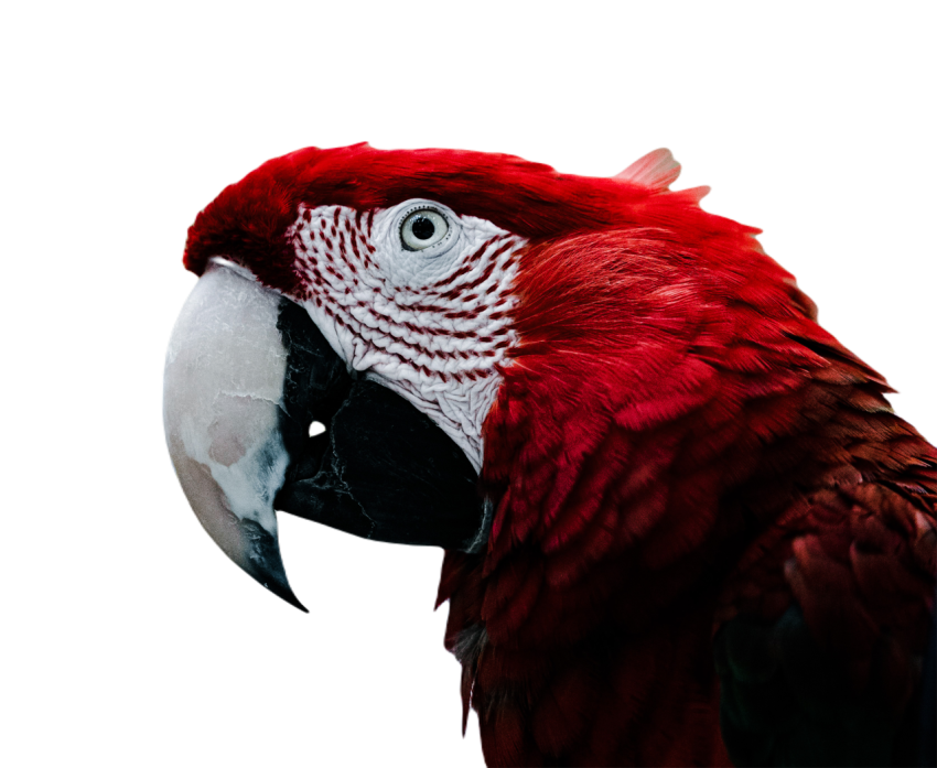 Parrots in the world png file 349