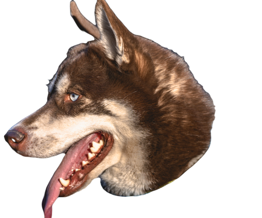 Husky photoshoot for dog lovers 2023 11 27 05 25 09 utc