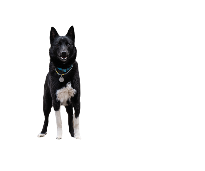 The dog is walking looking at the camera 2024 12 04 18 02 42 utc