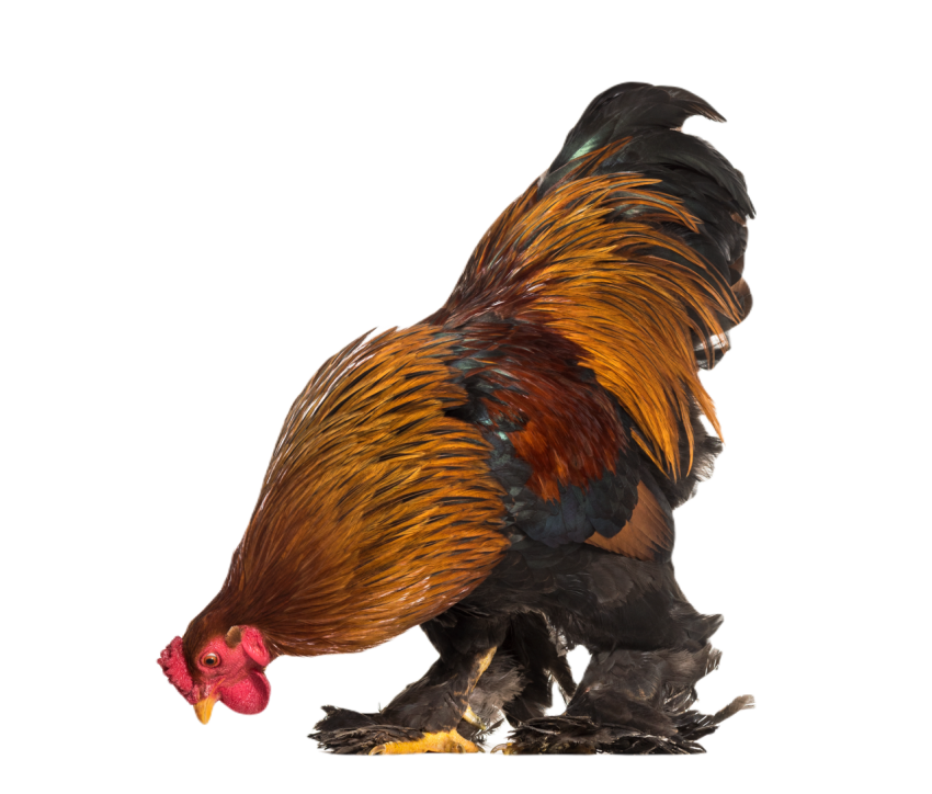 Brahma rooster standing against white background 2024 09 27 04 21 50 utc