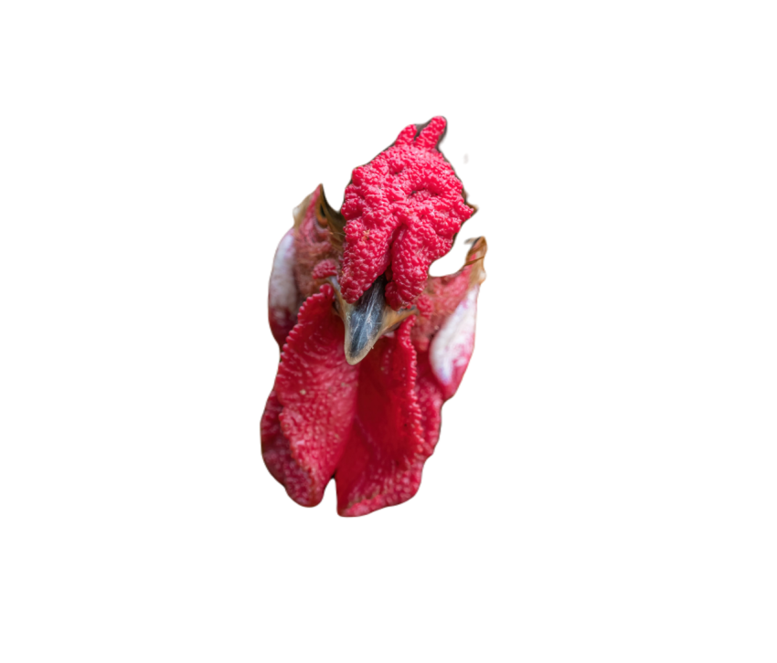 A brown rooster with a red comb on it s head 2023 11 27 05 11 30 utc