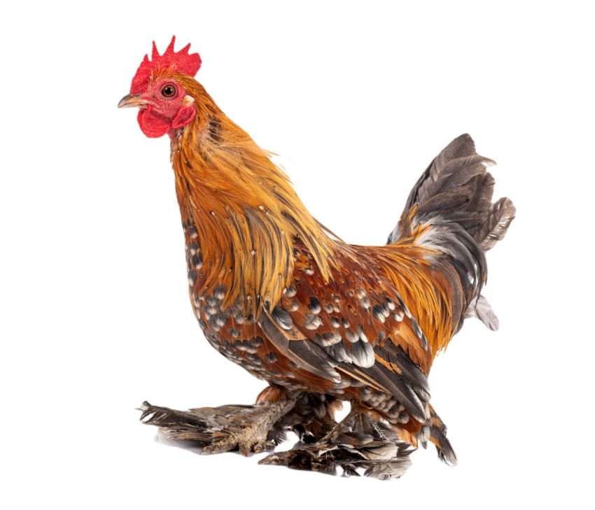 Booted bantam in studio 2024 12 07 00 53 31 utc
