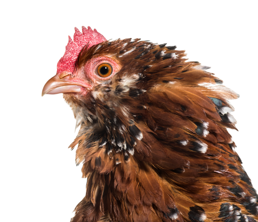 The barbu d uccle or belgian d uccle hen close up 2024 09 27 01 40 04 utc