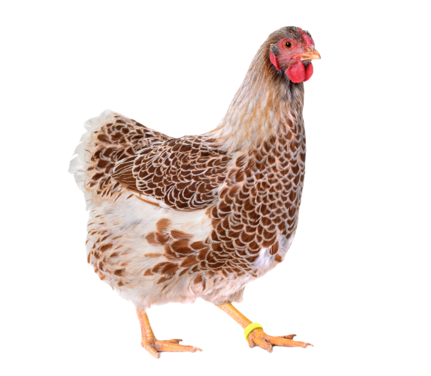 Buff laced wyandotte chicken 2024 12 06 05 10 08 utc