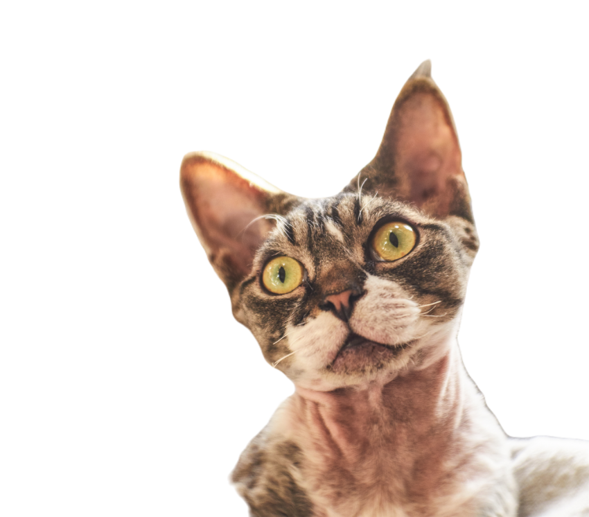 Hairless canadian sphinx posing on camera 2023 11 27 05 03 16 utc