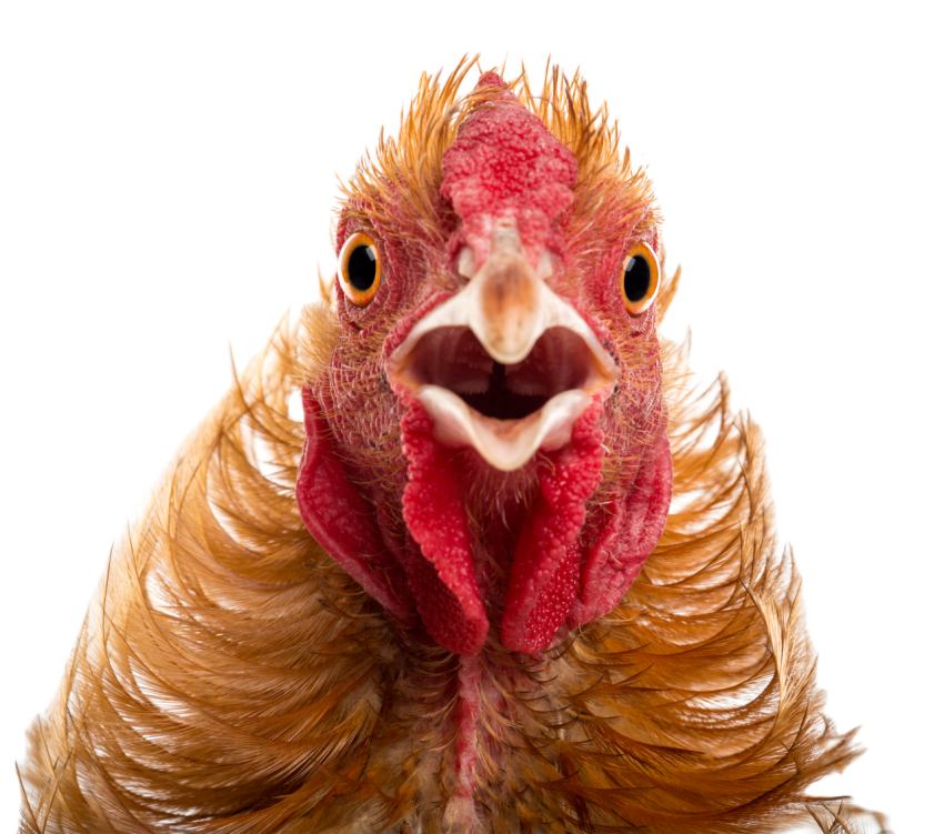 Close up of crossbreed rooster pekin and wyandott 2024 09 27 02 42 39 utc