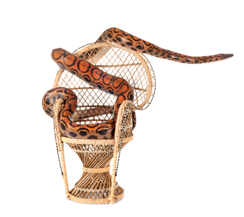 Rainbow boa in studio 2024 12 06 19 07 42 utc