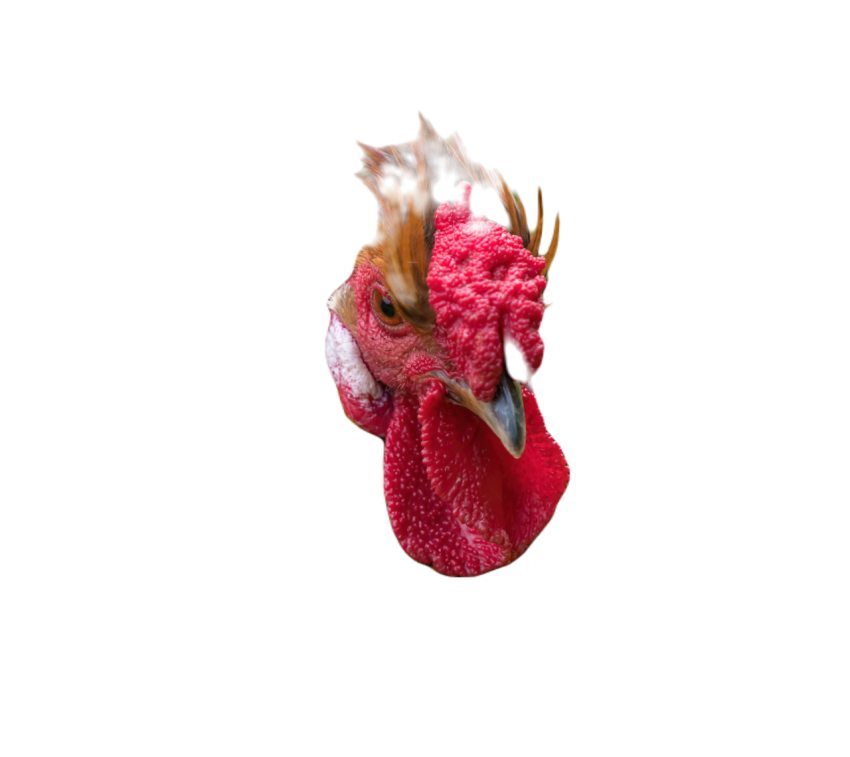 A chicken with a long and red comb with a red cres 2023 11 27 05 33 17 utc