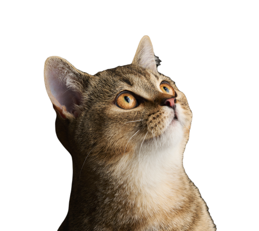 Portrait of a gray kitten scottish straight chinch 2023 11 27 05 32 10 utc