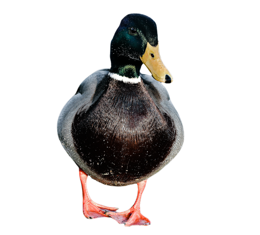 Duck png file, animal free download (frefile com) 16