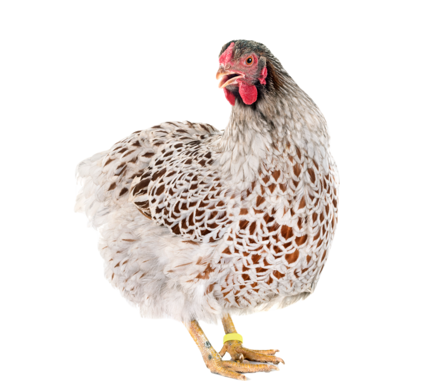 Blue laced wyandotte chicken in studio 2024 12 06 22 51 16 utc