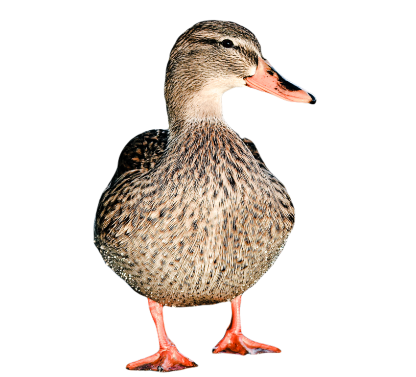 Duck png file, animal free download (frefile com) 19
