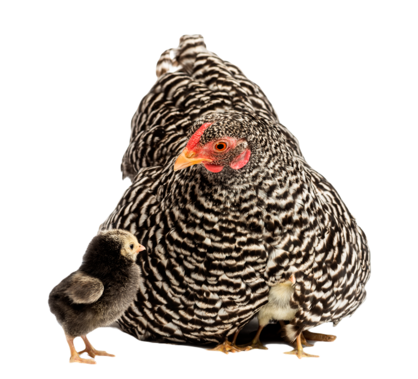 Chicks hiding under mother hen against white backg 2024 09 27 07 34 35 utc