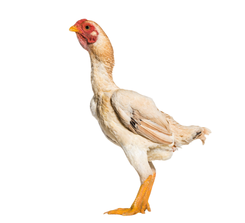 Shamo shamo also known as gamecocks standing agai 2024 09 27 05 11 49 utc