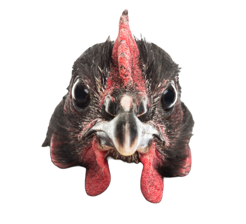 Close up of an australorp 5 months old against w 2024 09 26 22 54 08 utc
