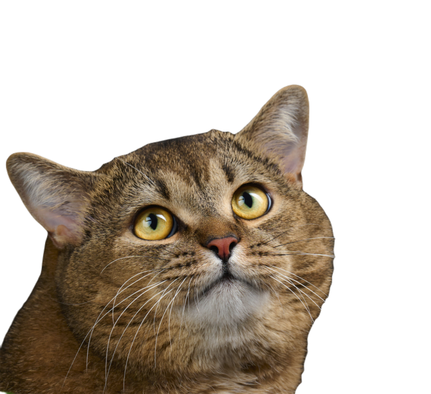 Portrait of an adult scottish straight cat 2023 11 27 05 19 10 utc