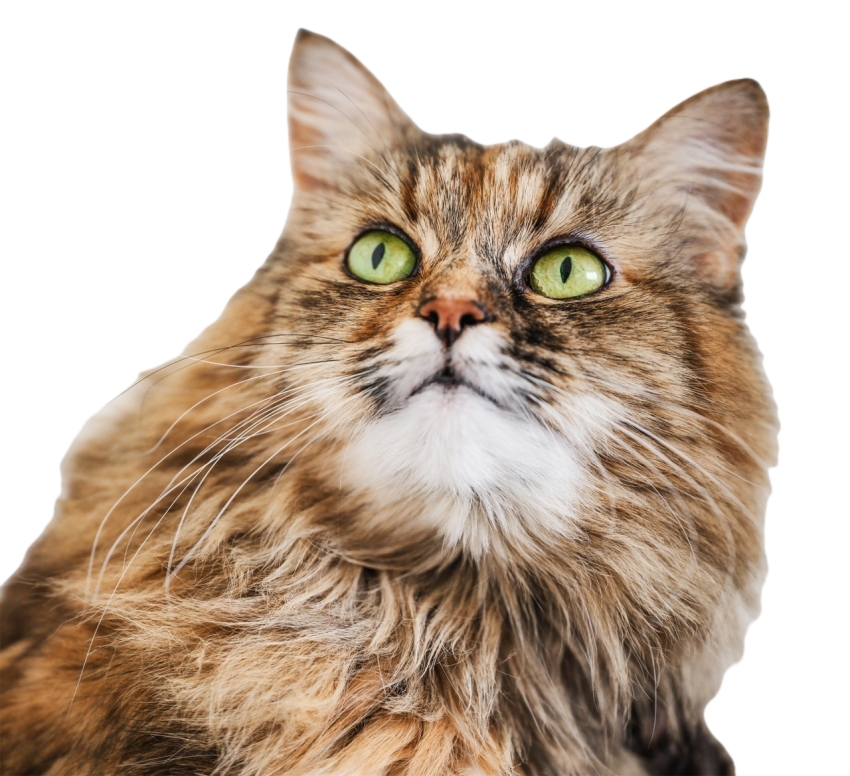 Cute norwegian forest cat sitting looking away 2024 11 25 18 09 36 utc