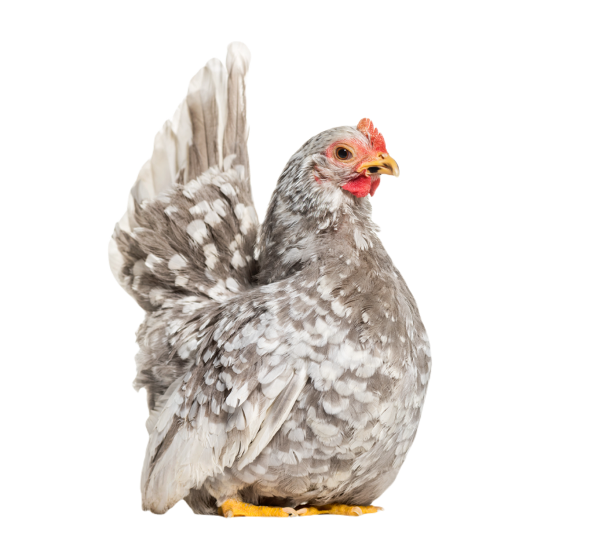 Japanese bantam or chabo true bantam breed sitti 2024 09 27 02 15 18 utc