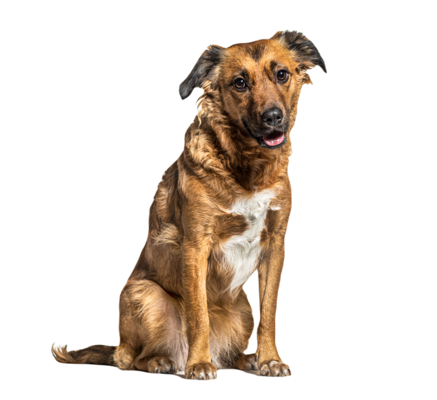 Sitting crossbreed dog isolated on white 2024 09 27 10 13 31 utc