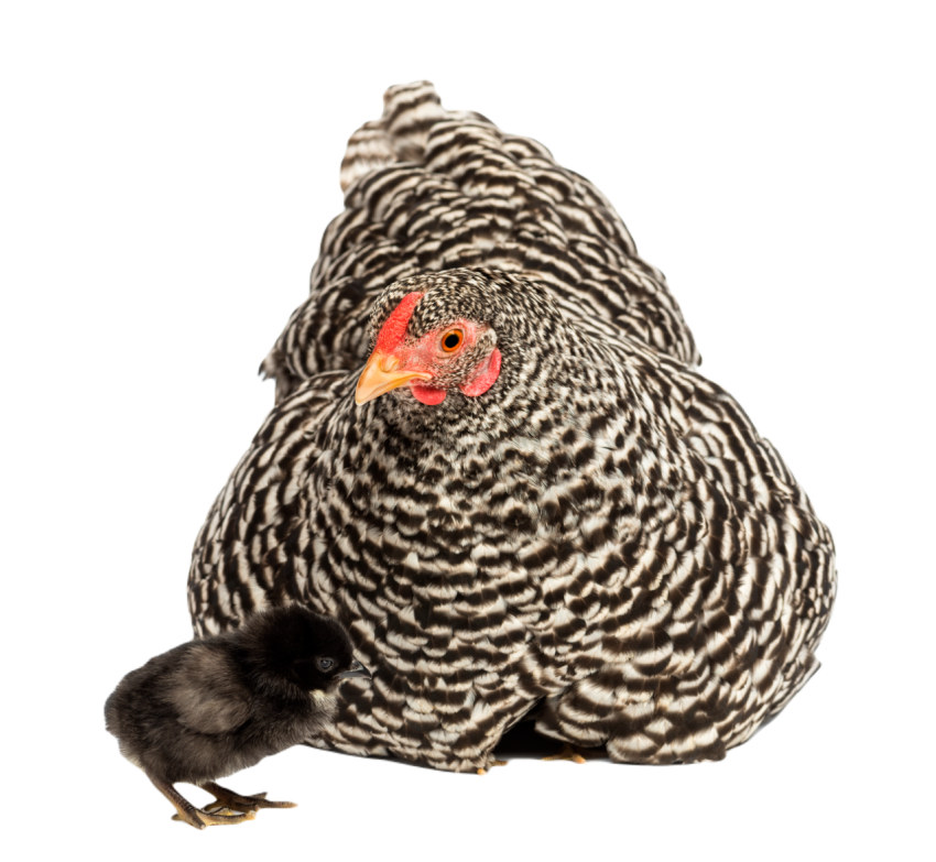 Chicks hiding under mother hen against white backg 2024 09 26 21 51 02 utc