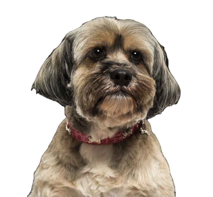 Close up of a lhasa apso on a black background 2024 09 26 21 56 32 utc