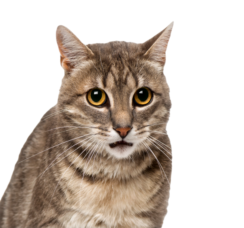Cat 4 year old 2024 09 27 07 21 15 utc