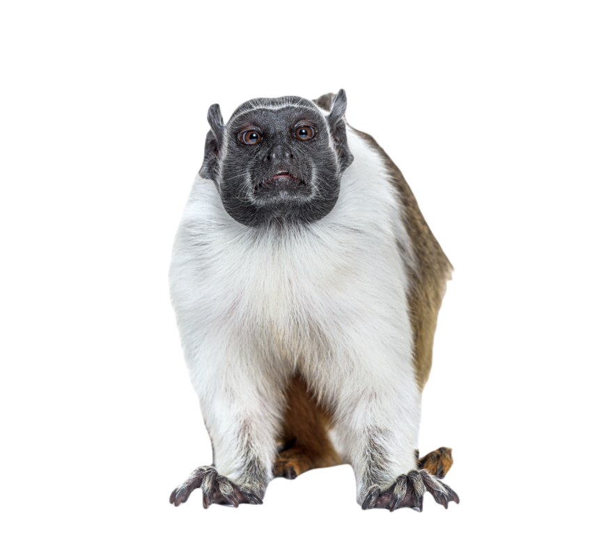 Pied tamarin saguinus bicolor isolated on white 2024 09 27 07 32 26 utc