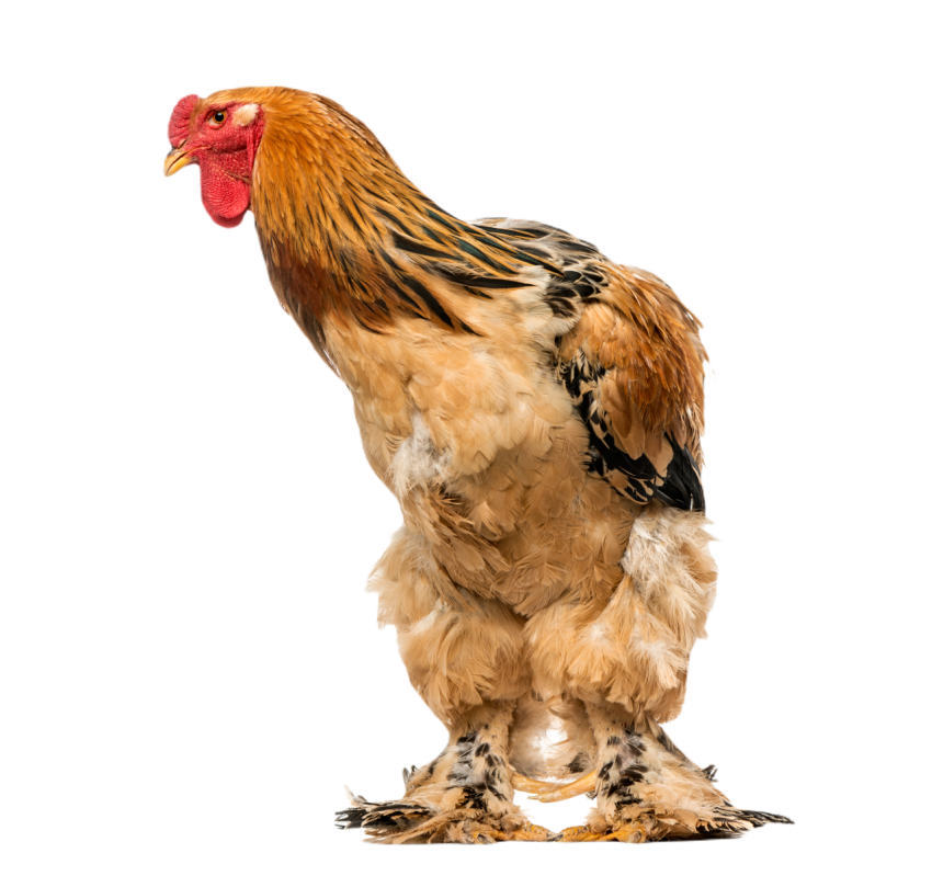 Rooster 2 years old isolated on white 2024 09 27 05 10 44 utc