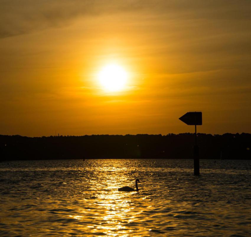 Swan swimming in the shiny water under the sunset 2023 11 27 04 51 09 utc