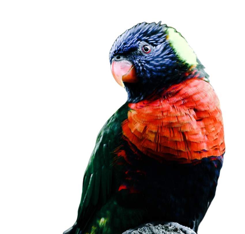 Parrots in the world png file 20
