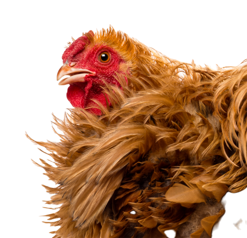 Crossbreed rooster pekin and wyandotte close up 2024 09 26 21 53 16 utc